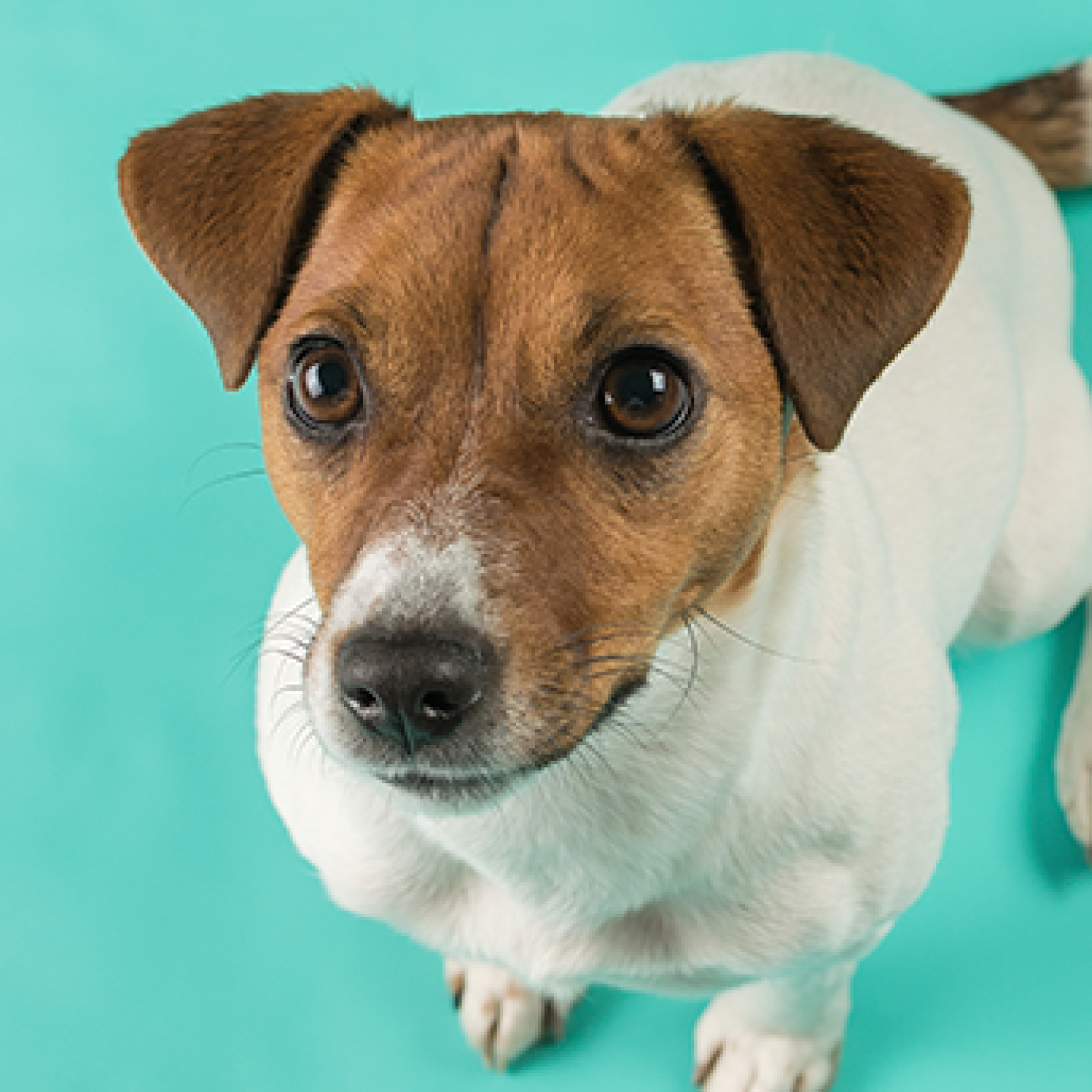 Perro criollo sentado.jpg